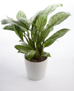 chinese evergreen