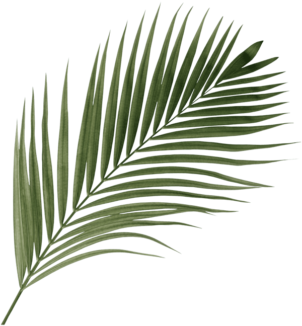 palm Leaf